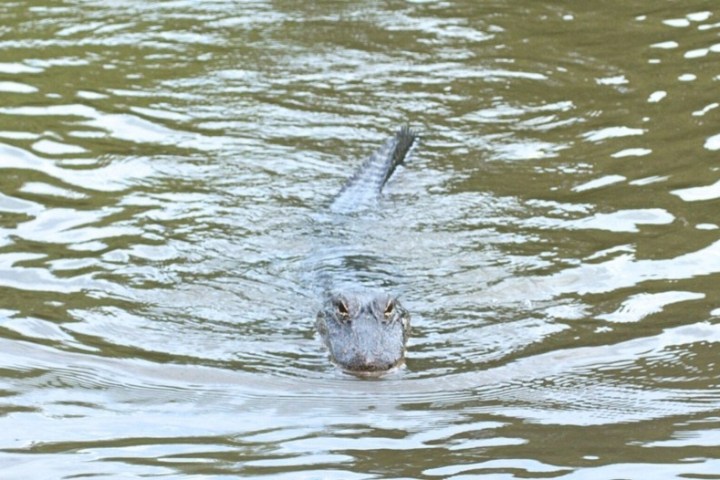 an animal swimming in the water